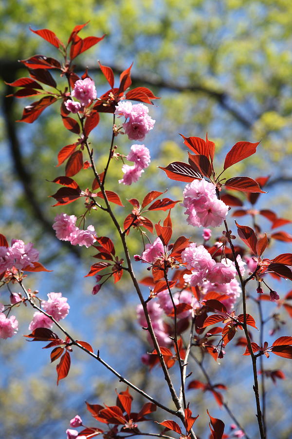 Spring Photograph - Spring 3 by Heidi Horowitz Spring Photograph - Spring 3 by Heidi Horowitz