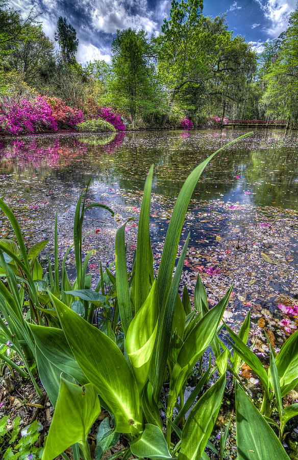 Spring at Magnolia Plantation - Charleston SC Photograph by DCat Images