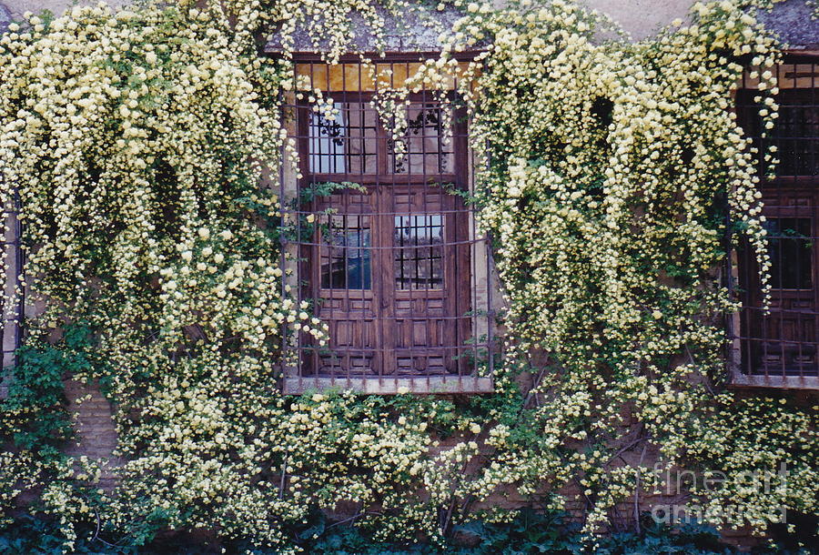 Spring at the Alhambra Photograph by Barbara Plattenburg