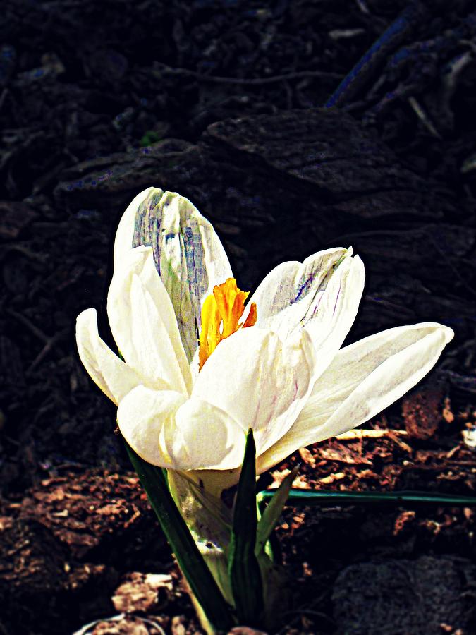 Spring Photograph - Spring Awakening by Andrea Dale