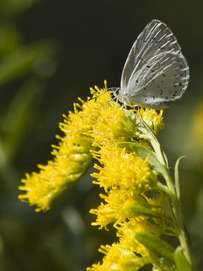 Spring Azure and Goldenrod Photograph by Wade Clark