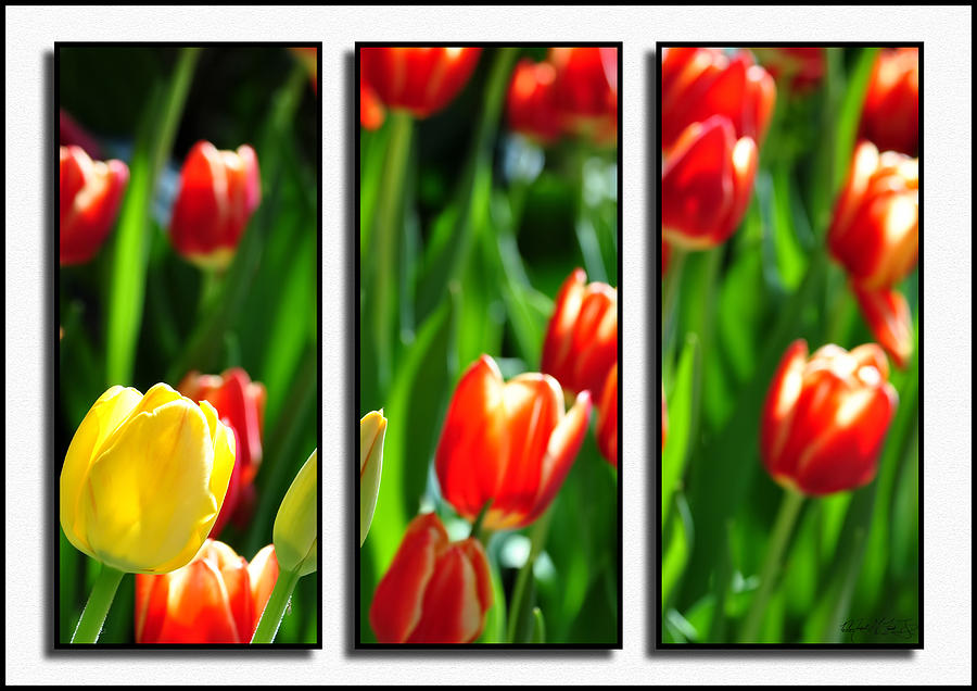 Spring Beauty Triptych Series Photograph by Michael Frank Jr