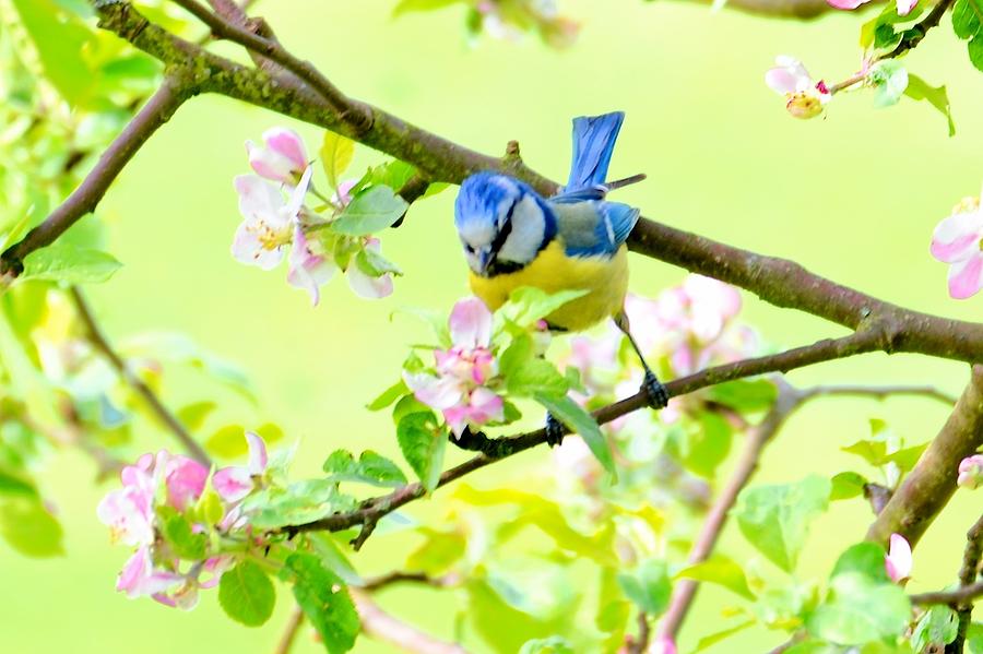Spring Bird Photograph by Catherine Murton
