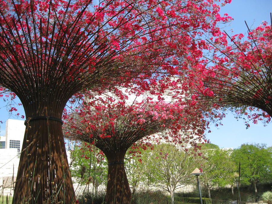 Los Angeles Photograph - Spring Bloom at the Getty by Caroline Lomeli