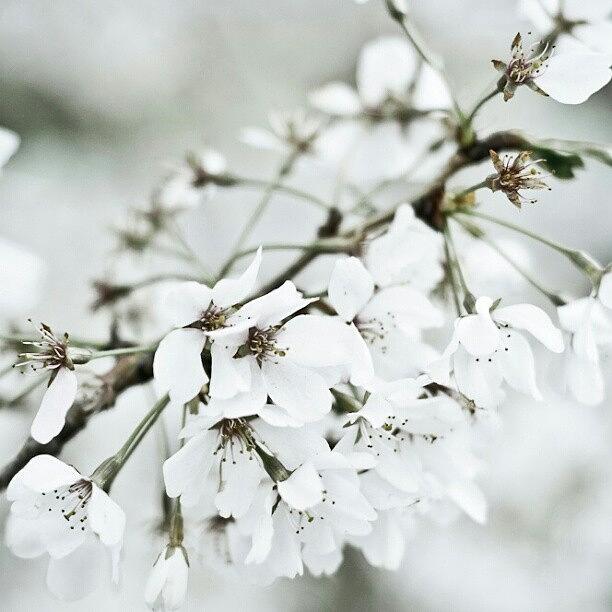 Spring Photograph - #spring #bloom #cherryblossom #instago by Ashok Mani
