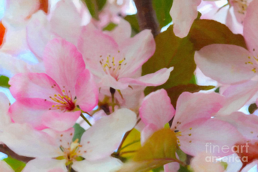Spring Bloom Paint Digital Art by Donna L Munro