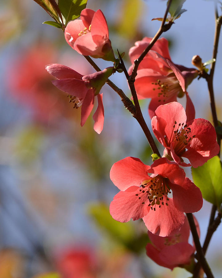 Spring Blosom Photograph by Ann Bridges