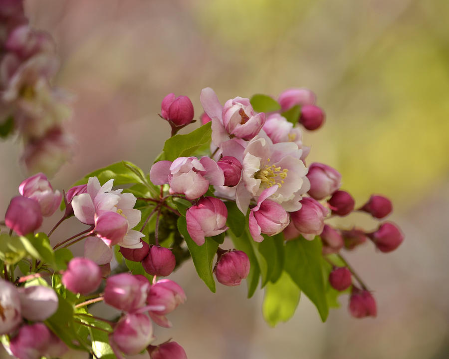 Spring Blossom 2 Photograph by Ann Bridges