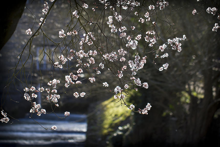 Spring Blossom Photograph by Clare Bambers