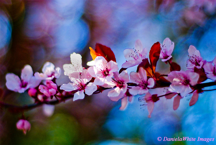 Up Movie Photograph - Spring Blossom by Daniela White