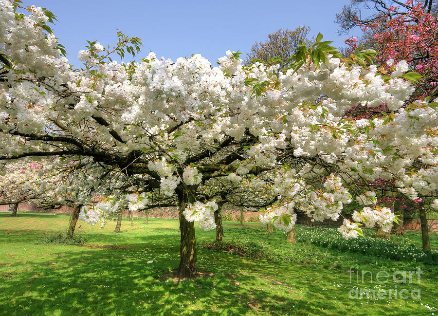 Spring Blossom Photograph by David Birchall