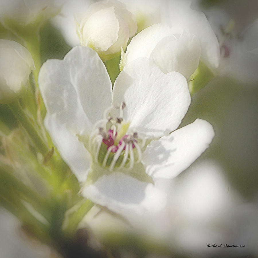 Spring Blossom Photograph by Richard  Montemurro