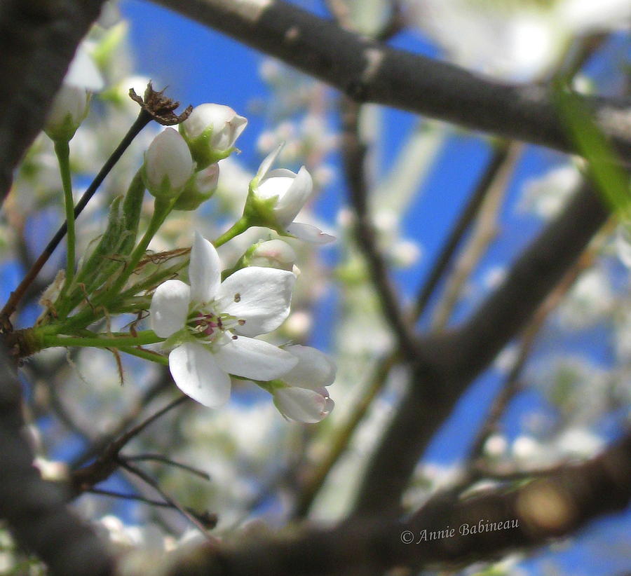 Spring Photograph - Spring Blossoms by Annie Babineau