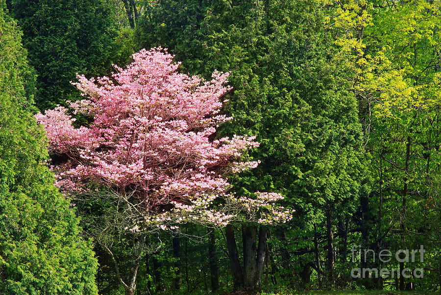Spring Photograph - Spring Blossoms by HD Connelly