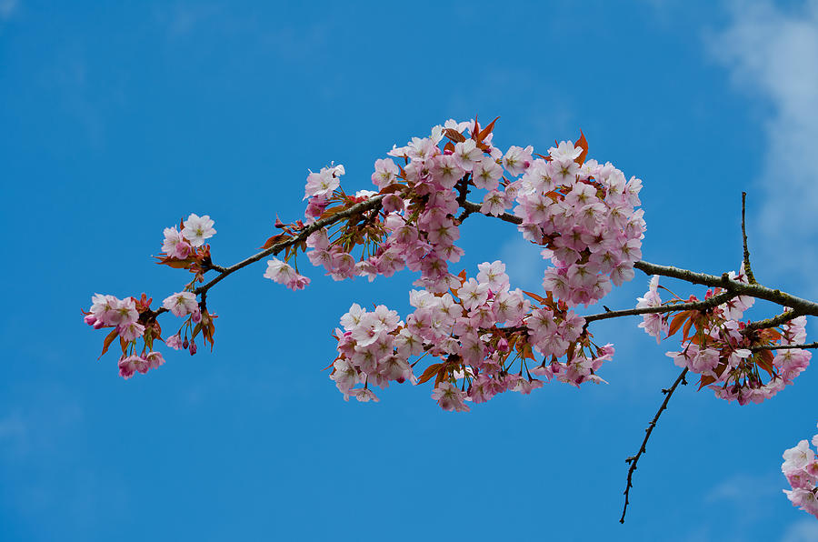 Spring Blossoms Photograph by Tikvahs Hope