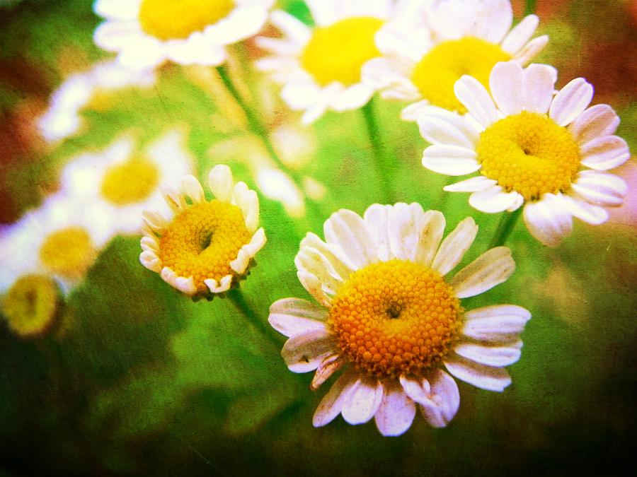 Nature Photograph - Spring Bouquets by Leah Moore