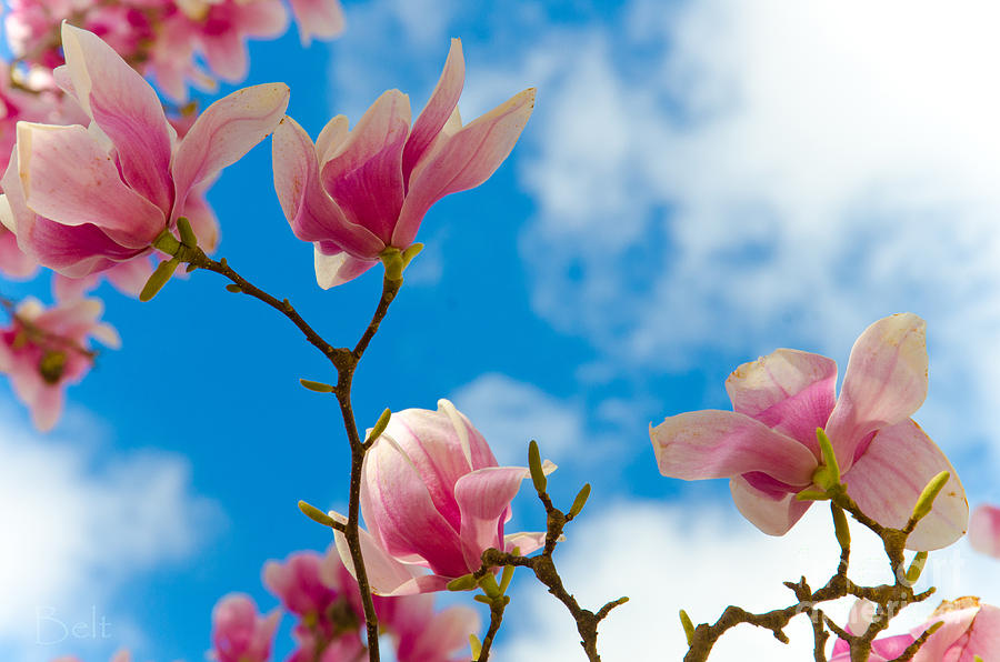 Spring Branches Photograph by Christine Belt - Fine Art America