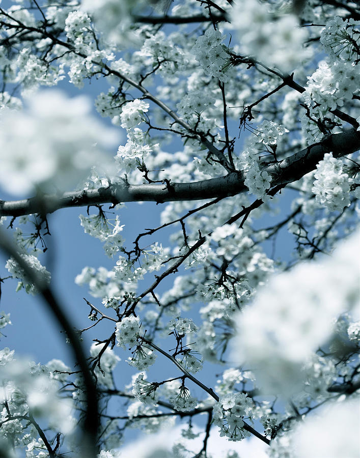 Flower Photograph - Spring Branches  by Samantha Mikrut