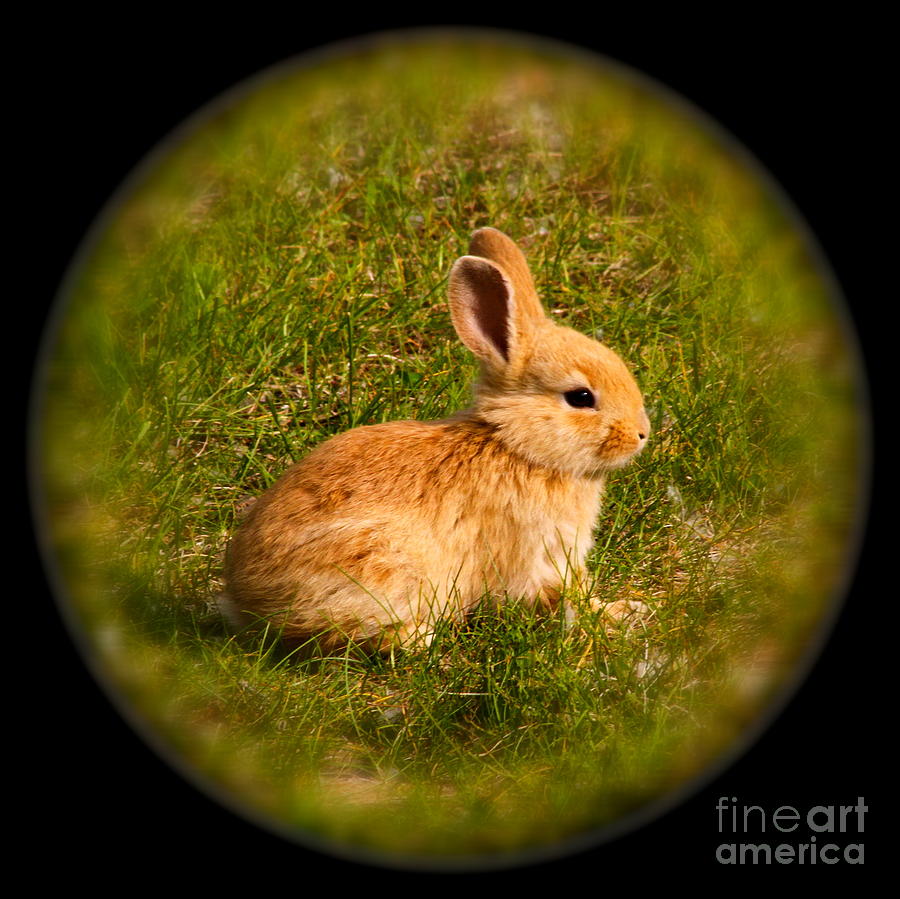 Spring Photograph - Spring Bunny by Rick  Monyahan