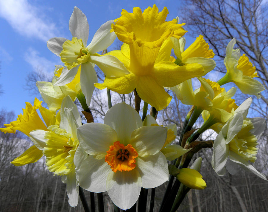 Spring Burst Photograph by Kim Galluzzo Wozniak