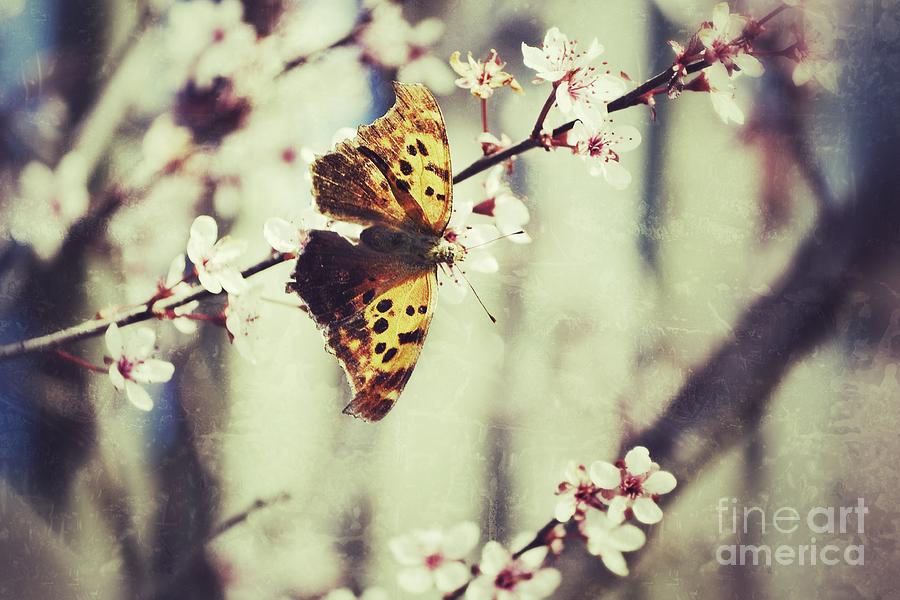 Spring Butterfly Photograph by Traci Cottingham