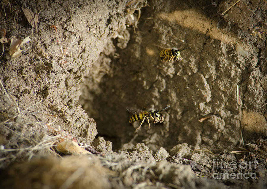Wildlife Photograph - SPRING CLEANING Pair of wasps carrying mud from a yellow-jacket wasps nest by Andy Smy