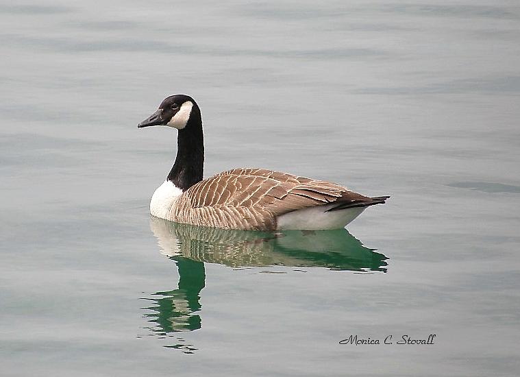 Spring Collection - Goose in Bay Harbor  by Monica C Stovall