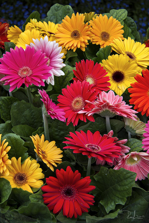 Flower Photograph - Spring colors by Raffaella Lunelli