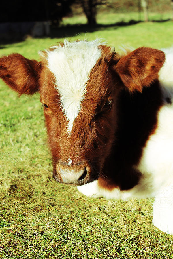 Spring Cow Photograph by Lisa De La Vergne