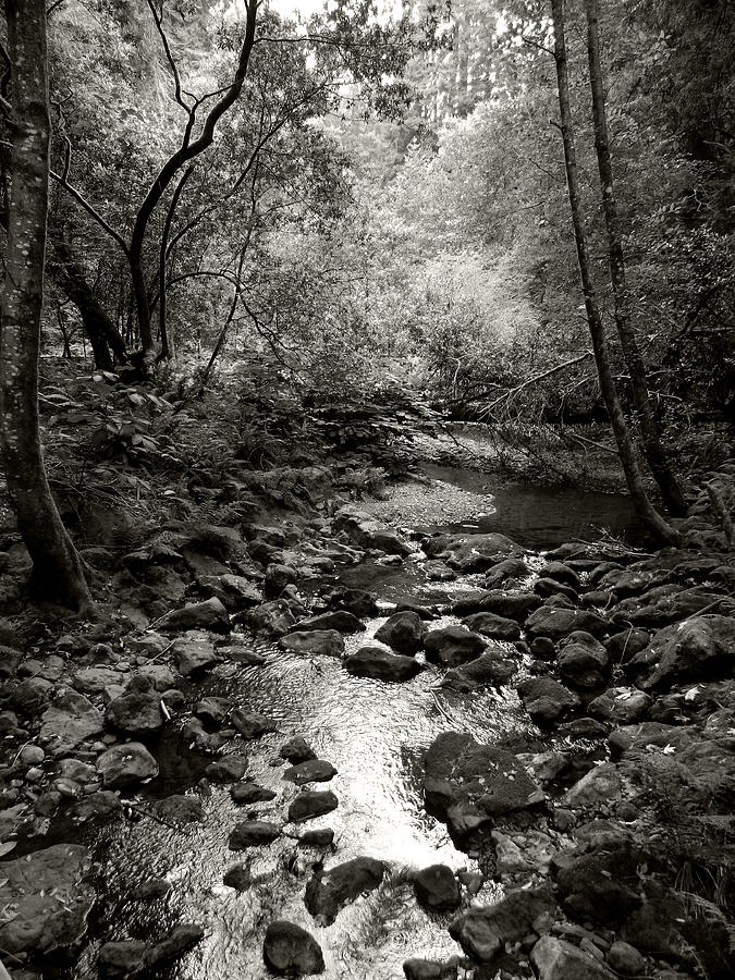 Spring Creek III - black and white Photograph by Kathleen Grace