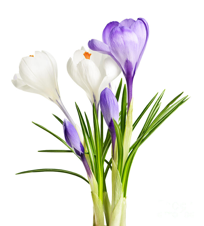 Spring crocus flowers on white Photograph by Elena Elisseeva