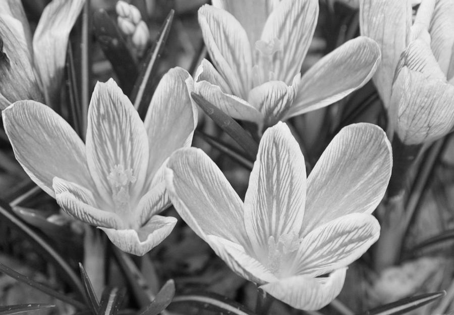 Flower Photograph - Spring Crocus in Black and White by Greg Plamp