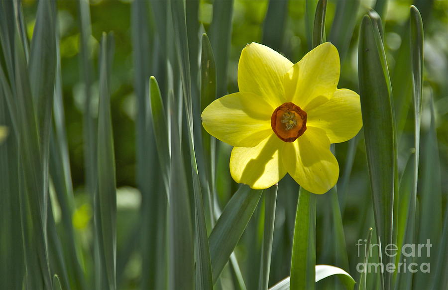 Spring Daffodil Photograph by Sean Griffin