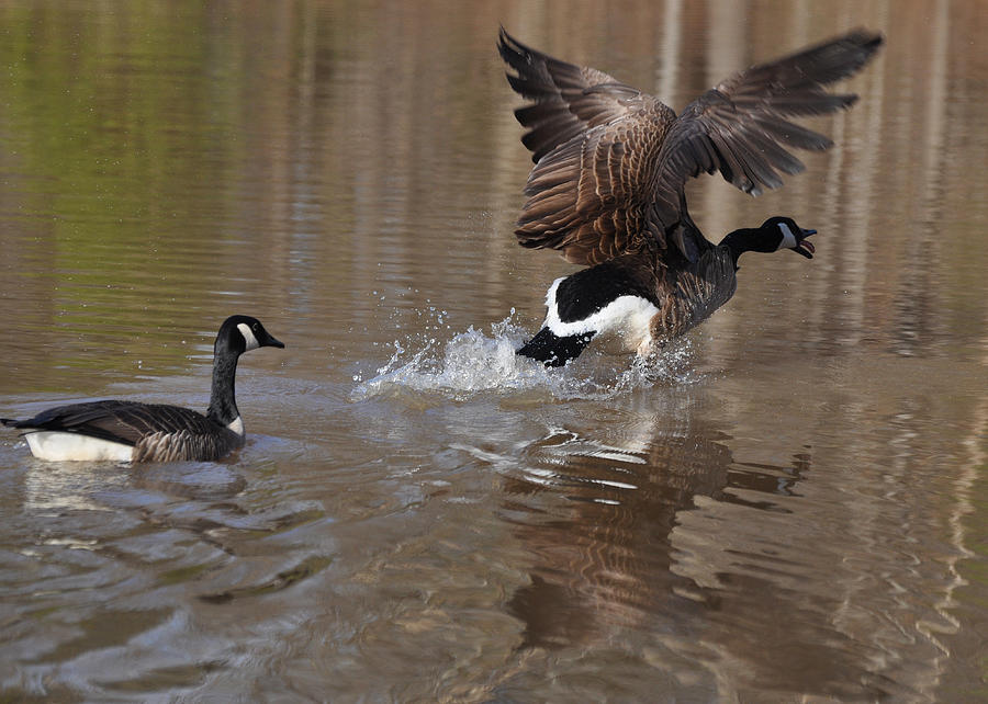 Goose Photograph - Spring Dance Attacking Drake  - c0214a by Paul Lyndon Phillips