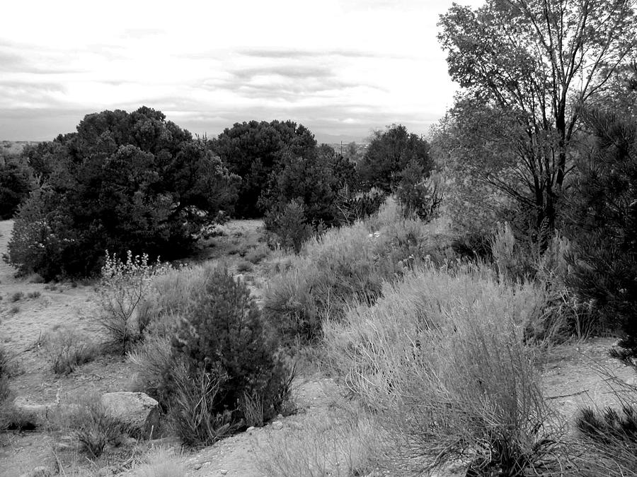Spring Desert Landscape - black and white Photograph by Kathleen Grace