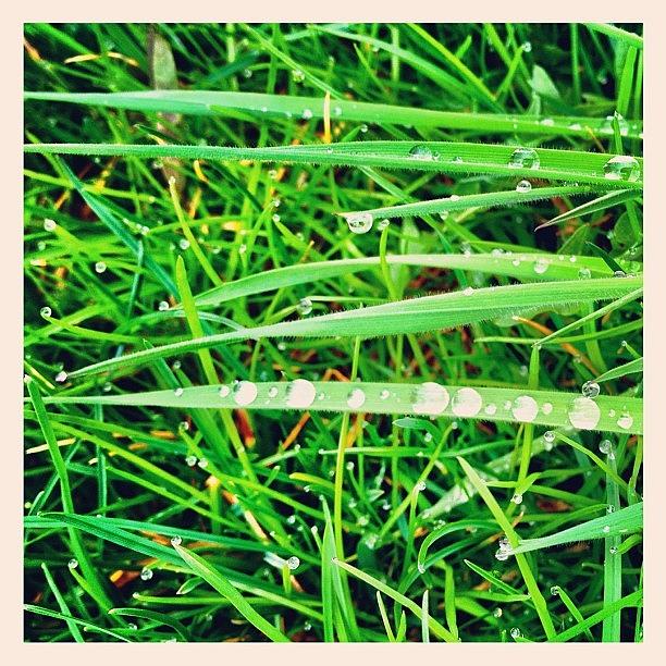 Spring Photograph - Spring Dew by Bunnie C