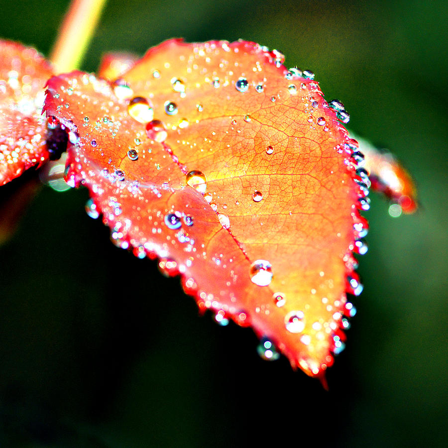 Spring Dew Photograph by Michelle Joseph-Long