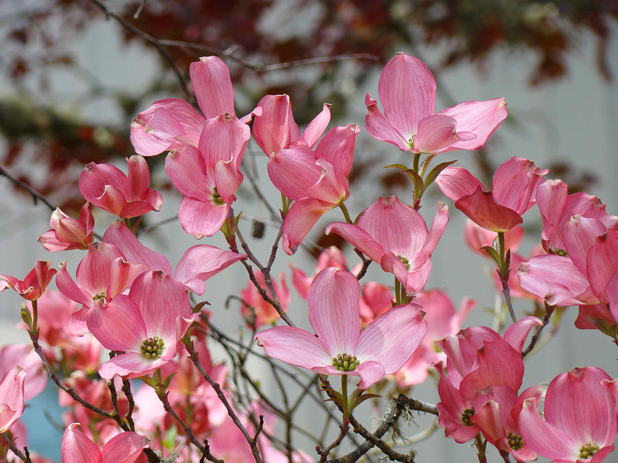 Flower Photograph - Spring Dogwood Tree Flowers art prints Pink Flowering Tree by Patti Baslee