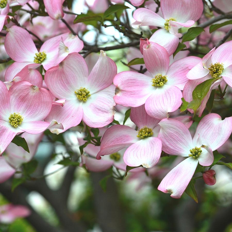 Spring Dogwood Tree with Pink Flowers Photograph by P S - Pixels