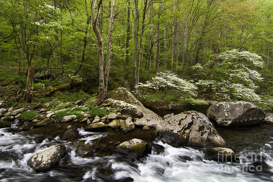Spring Dogwoods on the Little River - D003829 Photograph by Daniel Dempster
