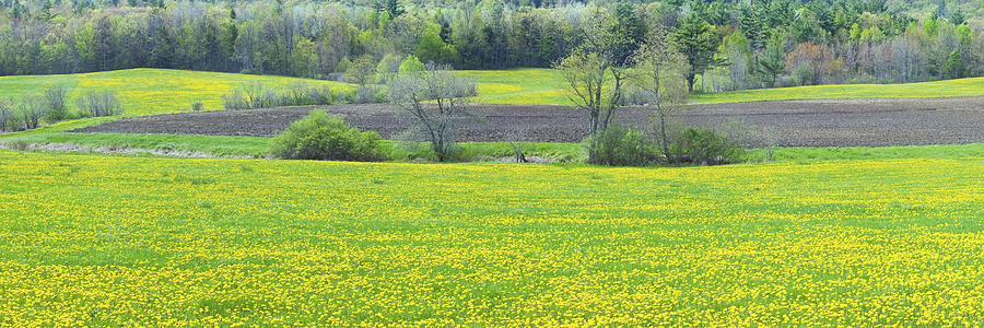 Spring Farm Landscape With Dandelion bloom in Maine Photograph by Keith Webber Jr