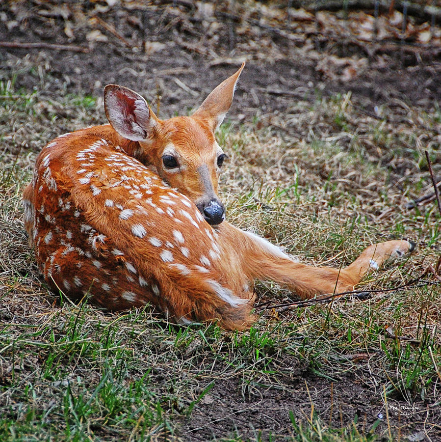 Spring Fawn Photograph by Peg Runyan