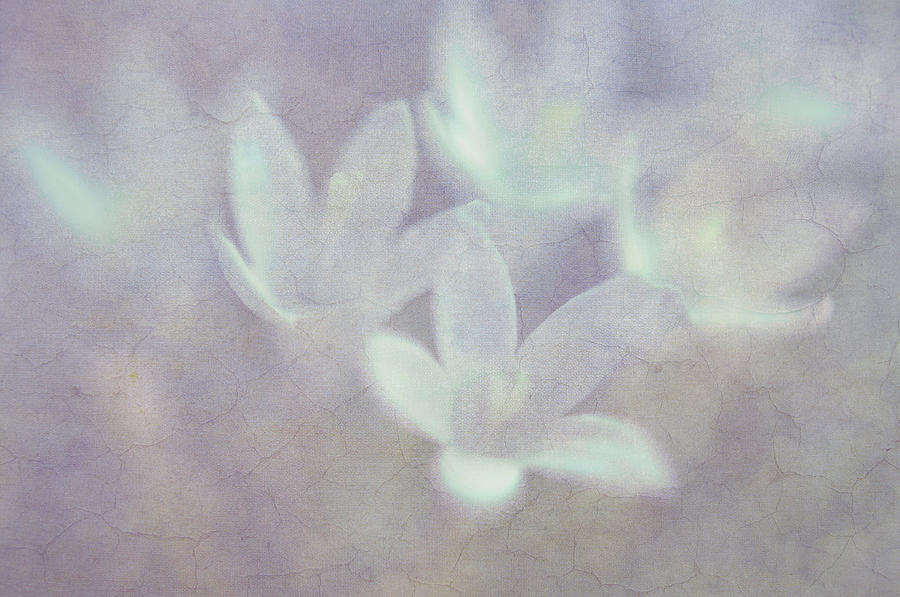 Spring Fever. Tenderness Photograph by Jenny Rainbow Spring Fever. Tenderness Photograph by Jenny Rainbow