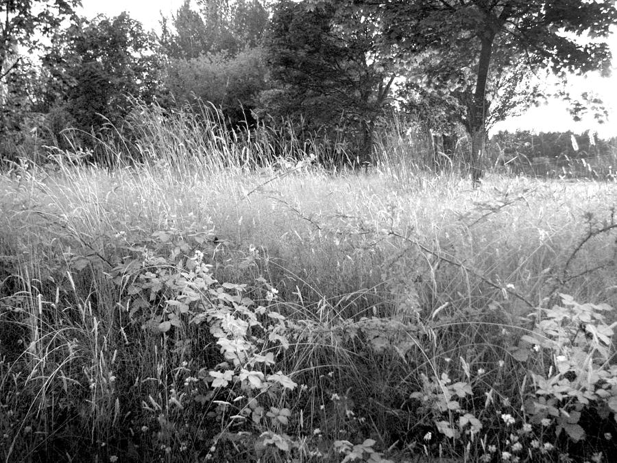 Spring Field black and white Photograph by Kathleen Grace