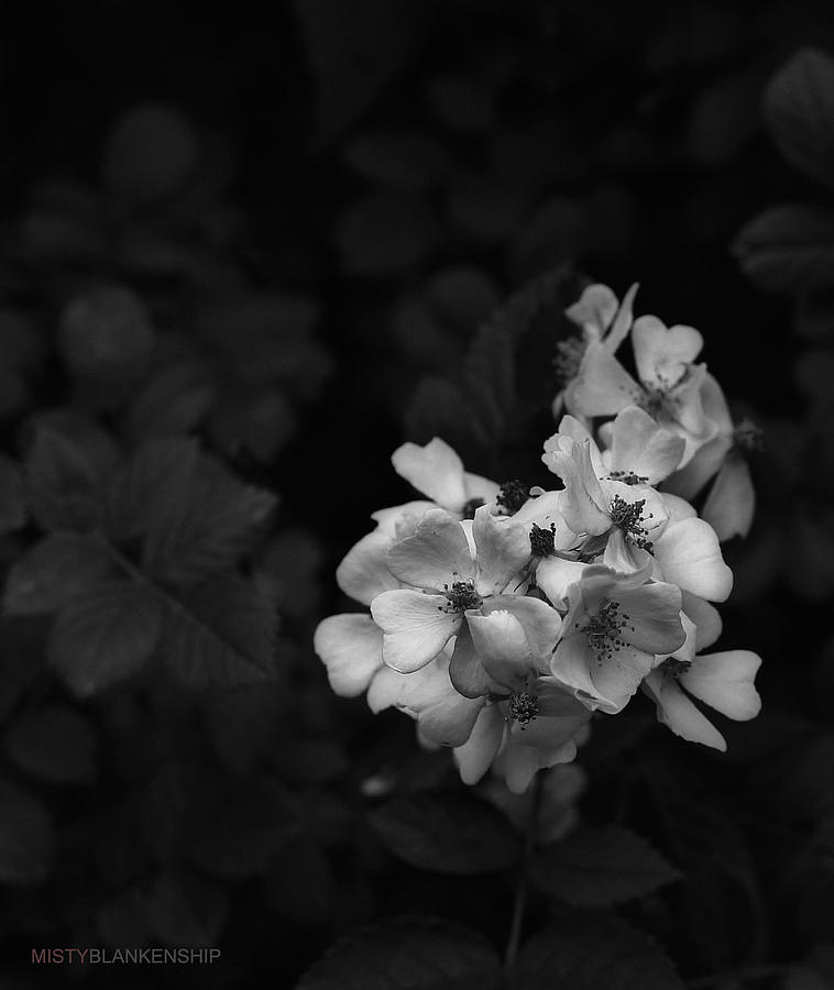 Spring Flower Photograph by Misty Blankenship - Fine Art America