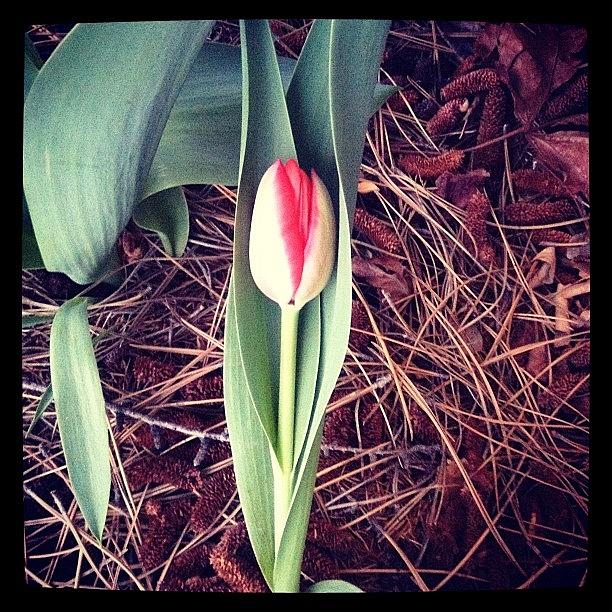 Spring Photograph - #spring #flower #tulip by Jonelle Dansie
