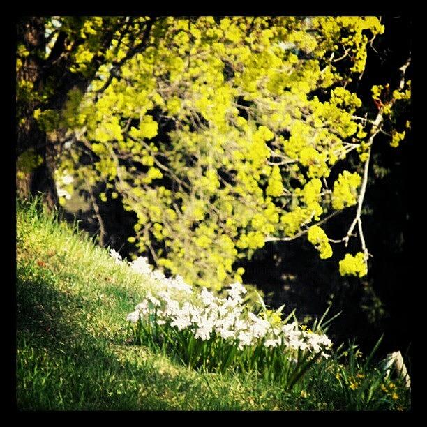 Flower Photograph - #spring #flowers #uk #britain #green by Linandara Linandara