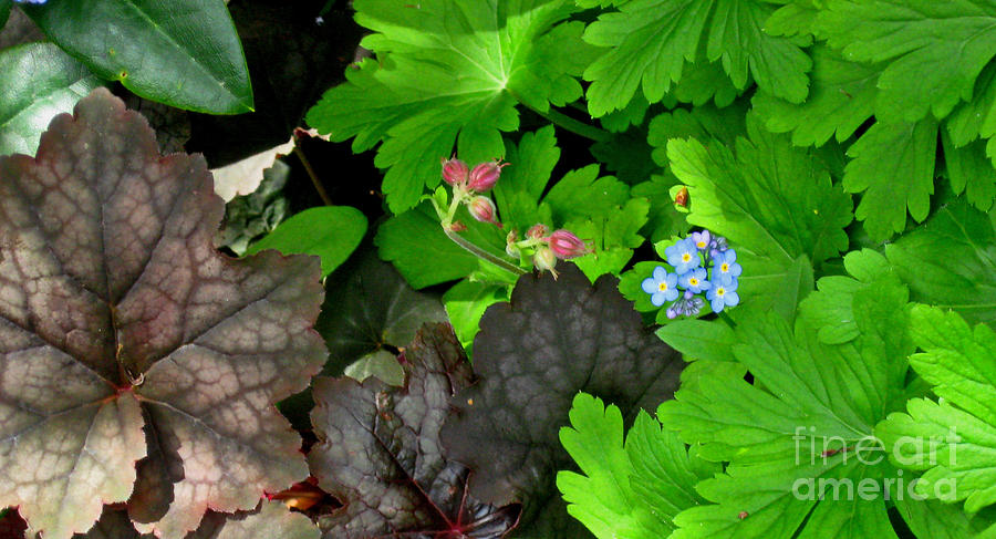 Flower Photograph - Spring Garden 1 by Ellen Miffitt