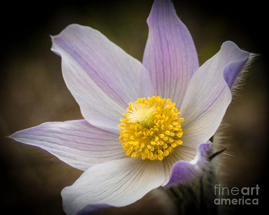 Spring Gem Photograph by Katie LaSalle-Lowery
