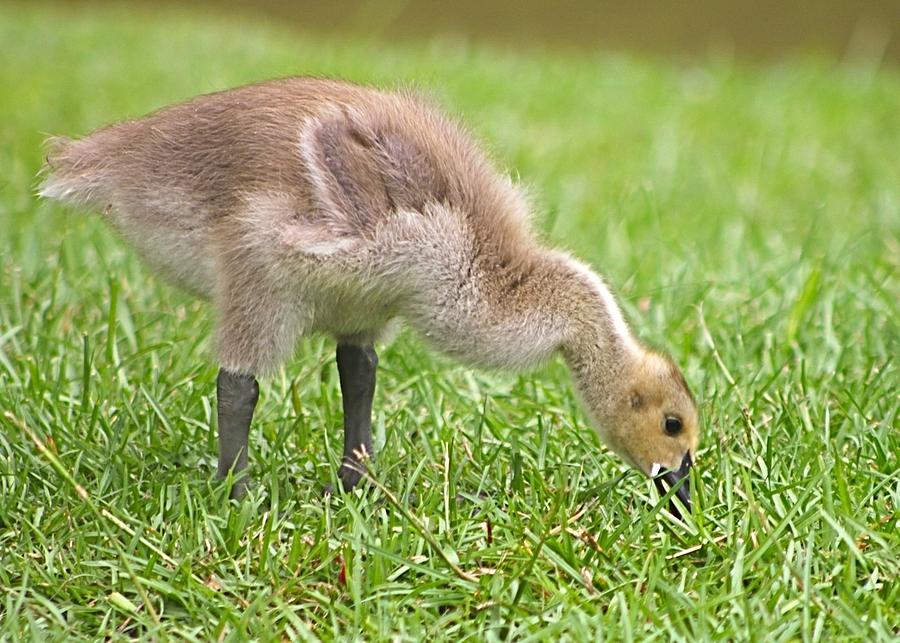Spring Gosling Photograph by Jeanne Juhos